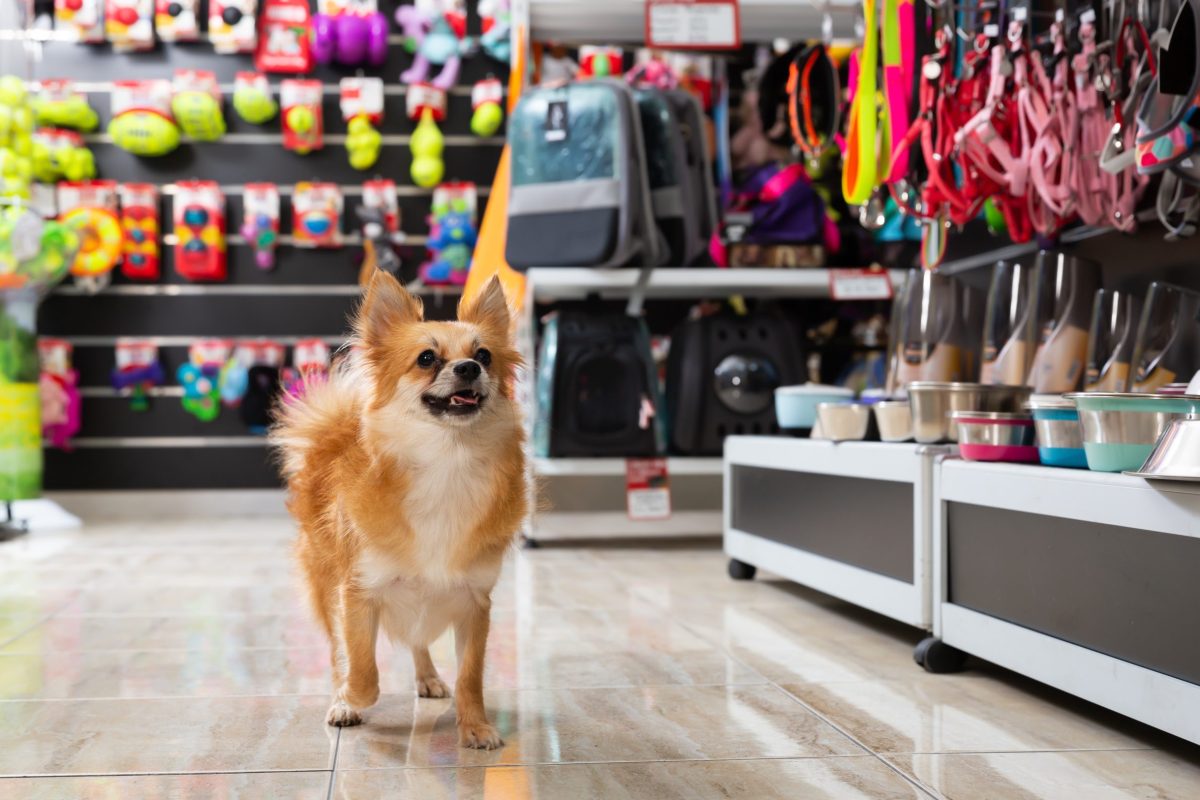 dog at a pet store